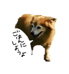 わんごころと秋の空2（個別スタンプ：9）