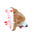 わんごころと秋の空2（個別スタンプ：10）