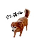 わんごころと秋の空2（個別スタンプ：11）