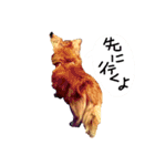 わんごころと秋の空2（個別スタンプ：12）