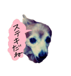 わんごころと秋の空2（個別スタンプ：16）