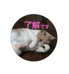 ハクちゃん、テチちゃんpart2（個別スタンプ：1）