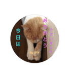 ハクちゃん、テチちゃんpart2（個別スタンプ：3）