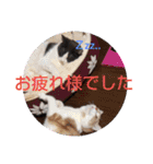 ハクちゃん、テチちゃんpart2（個別スタンプ：16）