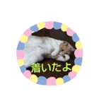 ハクちゃん、テチちゃんpart2（個別スタンプ：20）