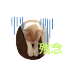 ハクちゃん、テチちゃんpart2（個別スタンプ：22）