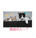 ハクちゃん、テチちゃんpart2（個別スタンプ：27）