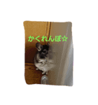 チンチラのもずく（個別スタンプ：2）