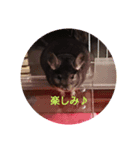 チンチラのもずく（個別スタンプ：6）