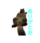 楓6（個別スタンプ：1）