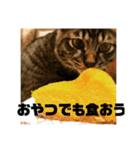 楓6（個別スタンプ：8）
