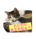 毎日女子会！（個別スタンプ：6）