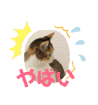 毎日女子会！（個別スタンプ：8）