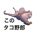 釣りStamp★SALT WATER（個別スタンプ：5）
