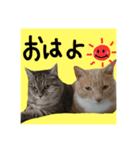 仲良し猫 クロとチョコ（個別スタンプ：1）