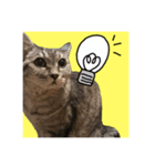 仲良し猫 クロとチョコ（個別スタンプ：5）