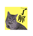 仲良し猫 クロとチョコ（個別スタンプ：6）