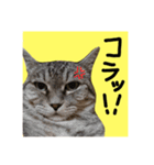 仲良し猫 クロとチョコ（個別スタンプ：7）