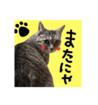 仲良し猫 クロとチョコ（個別スタンプ：8）