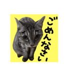 仲良し猫 クロとチョコ（個別スタンプ：9）