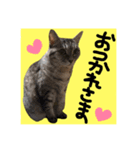 仲良し猫 クロとチョコ（個別スタンプ：10）