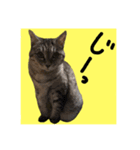 仲良し猫 クロとチョコ（個別スタンプ：11）