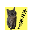 仲良し猫 クロとチョコ（個別スタンプ：12）