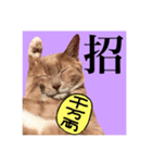 仲良し猫 クロとチョコ（個別スタンプ：13）