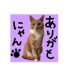 仲良し猫 クロとチョコ（個別スタンプ：14）