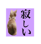仲良し猫 クロとチョコ（個別スタンプ：16）