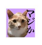 仲良し猫 クロとチョコ（個別スタンプ：17）