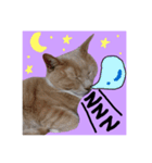 仲良し猫 クロとチョコ（個別スタンプ：20）