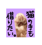 仲良し猫 クロとチョコ（個別スタンプ：21）