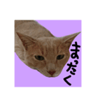仲良し猫 クロとチョコ（個別スタンプ：22）