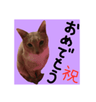 仲良し猫 クロとチョコ（個別スタンプ：24）