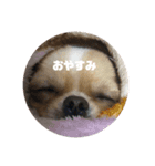 ぷーちゃん's 日常（個別スタンプ：3）