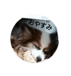 パピヨンのクッキー（個別スタンプ：2）