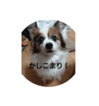 パピヨンのクッキー（個別スタンプ：3）