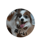 パピヨンのクッキー（個別スタンプ：5）