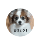 パピヨンのクッキー（個別スタンプ：7）