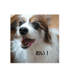 パピヨンのクッキー（個別スタンプ：8）