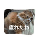 ねこのすたんぷまる（個別スタンプ：1）