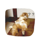 ねこのすたんぷまる（個別スタンプ：2）