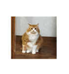 ねこのすたんぷまる（個別スタンプ：4）