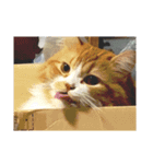 ねこのすたんぷまる（個別スタンプ：9）