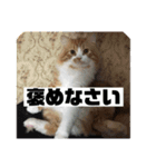 ねこのすたんぷまる（個別スタンプ：10）