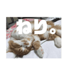 ねこのすたんぷまる（個別スタンプ：11）