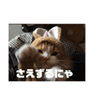 ねこのすたんぷまる（個別スタンプ：12）
