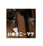 ねこのすたんぷまる（個別スタンプ：13）