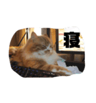 ねこのすたんぷまる（個別スタンプ：15）
